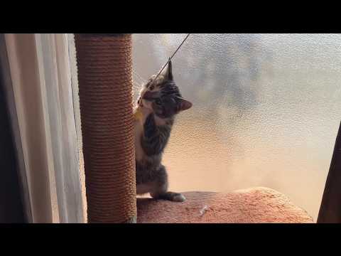 みんな遊びたいんですね #子猫 #ネコ#保護ネコ#地域ネコ#さくらネコ#野良猫#まる塾#八幡西区#ネコ好き
