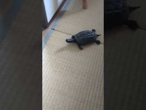 追いかけるので大忙し！今日のかめゴン。 #turtle #cute #amimal