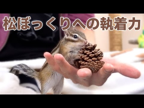 松ぼっくりの前ではモモさんも冷静ではいられない!