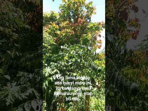 Daily life# bunyi apakah itu?serangga atau hewan?#shortvideo