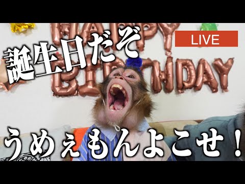 ルートくん6歳のお誕生日!思春期大暴れ生配信!