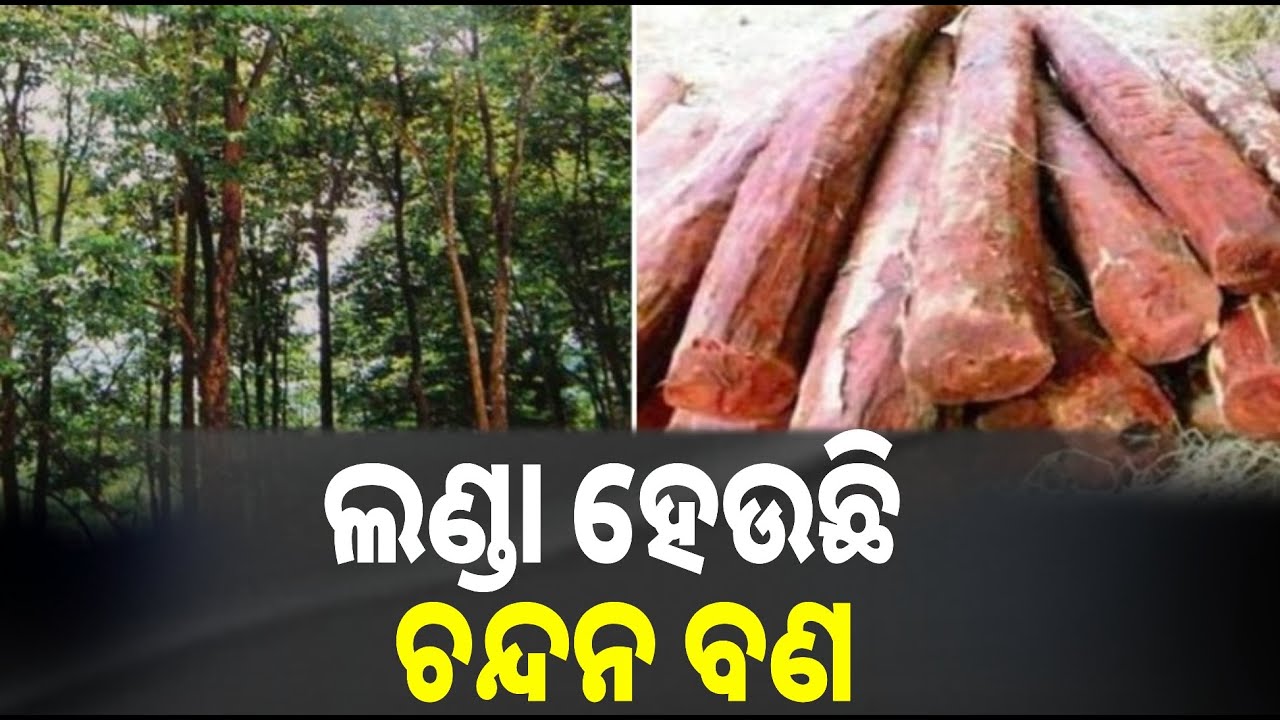 ରକ୍ତ ଚନ୍ଦନ ଗଛକୁ ସଫା କରୁଛନ୍ତି ଦସ୍ୟୁ, ନୂତନ ଜଙ୍ଗଲ ସୃଷ୍ଟି ପାଇଁ ଜୋର ଧରିଛି ଦାବି || Knews odisha