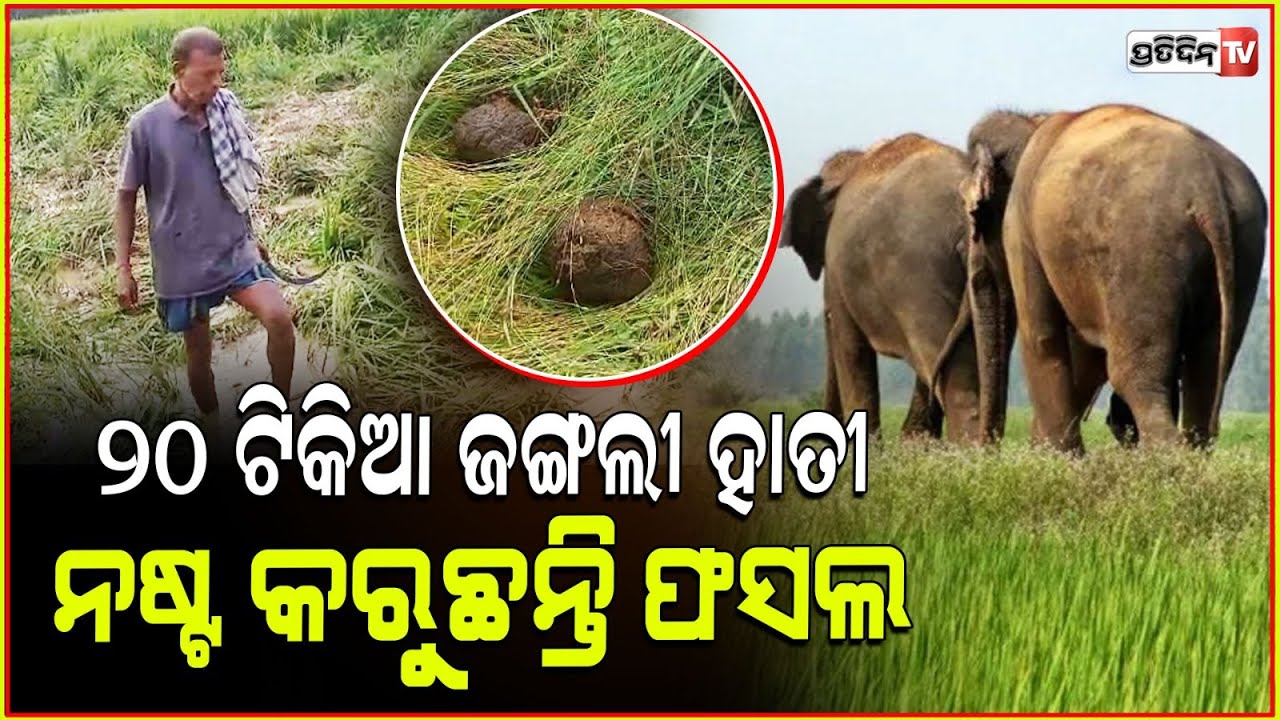 20 ଟିକିଆ ଜଙ୍ଗଲୀ ହାତୀ, ରଣପୁର କୁକୁଡାଝରି ଗାଁରେ ! elephants destroy crops khordha Ranpur range.