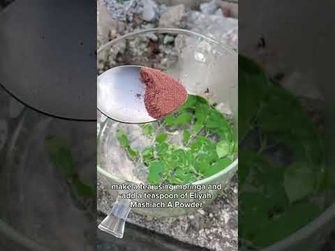 How to make the best moringa tea