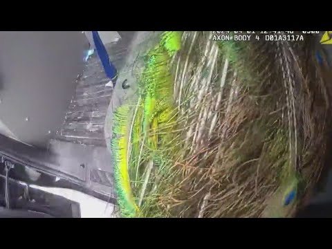 VIDEO: Texas officer catches both a goat and peacock