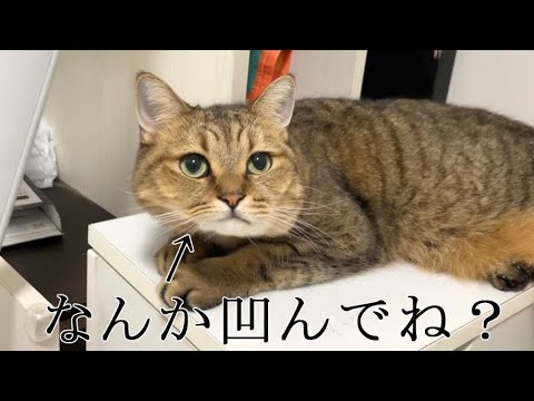 みにら君の日常と最新特典、スタンプも解説 サムネイル