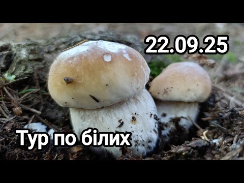 22.09.25. Сезон осінніх білих пішов повним ходом. Далі буде.