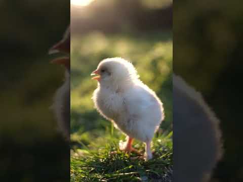 Suara Anak Ayam Berkicau 🐥 ASMR 🐣