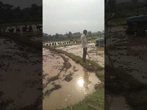 मैं आज रोपा जगुवा रहा हु बले बले # shankhlal ayam#minivlog