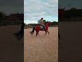حصان الفروسية 5 JARIGE DRESSUURRUIN TE KOOP