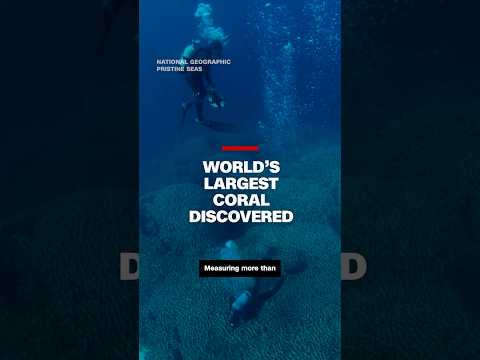 World's largest coral discovered