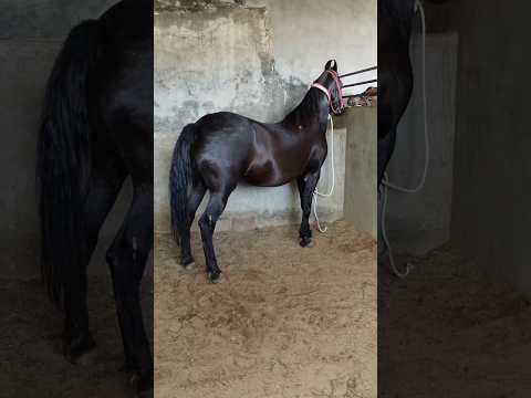 The Art of Horse Love: A Journey into Horsemanship