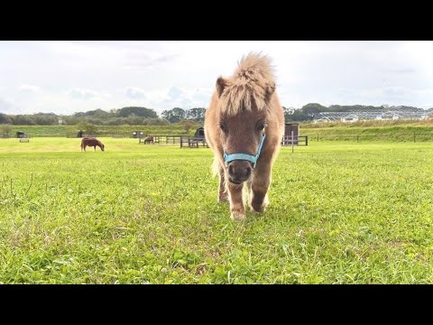 食欲の秋、草に夢中な朝。だれか私に構って〜！