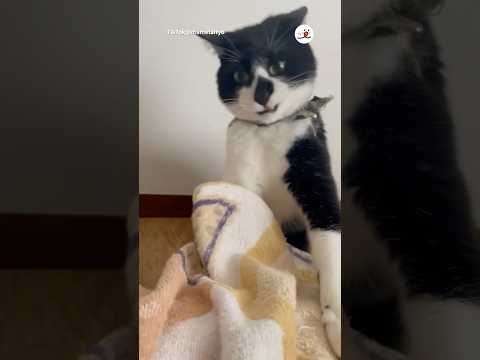 猫の動画サムネイル - 言った側から反撃｜PECO
