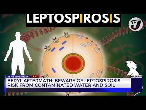 Beryl Aftermath:: Beware of Leptospirosis Risk from Contaminated Water and Soil | TVJ News