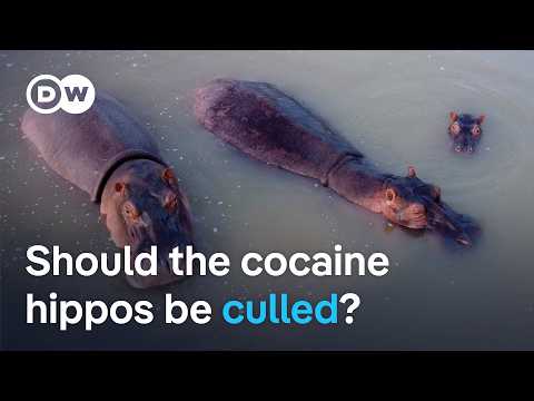 Escobar's cocaine hippos: Should they be culled? | DW News