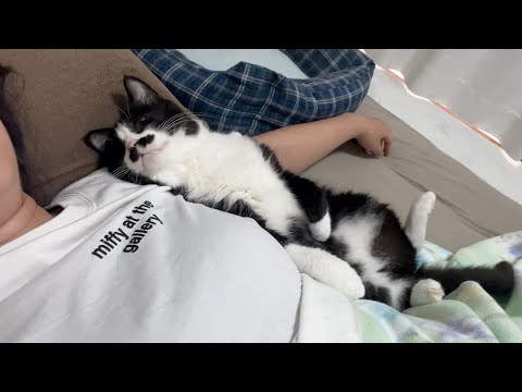 飼い主が好きすぎて寝方まで真似するようになっちゃった甘えん坊猫