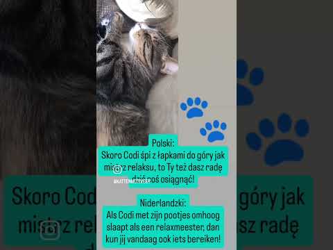 Als Codi met zijn pootjes omhoog slaapt als een relax meester...🫶🐾🫶 #voorjou #codi #funny #relax