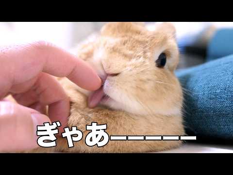 我が家のうさぎが可愛すぎるので見てほしい