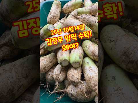2025년 김장무 일찍 수확해요~ 왜요? 김장무수확 #shorts