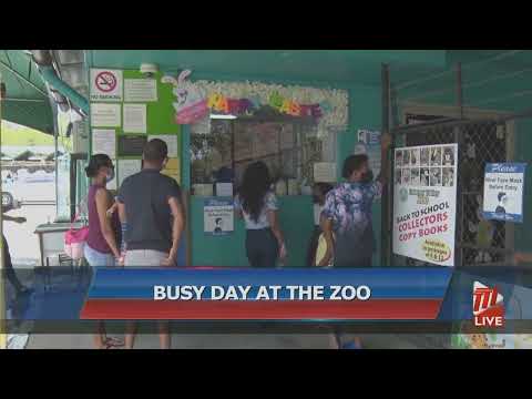 Busy Day At The Zoo
