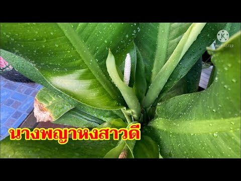 นางพญาหงสาวดี|เคล็ดลับถูกหวย|ไ