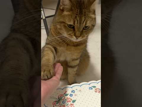 猫の動画サムネイル - 【無限リピート用】ご飯の前には必ずお手とおかわりをポンっとしてくれる猫　#shorts