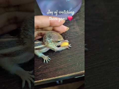 my babies 🥹                       #cutebaby #cuteanimal #squirrels #animalrescue #viral #shorts #yt