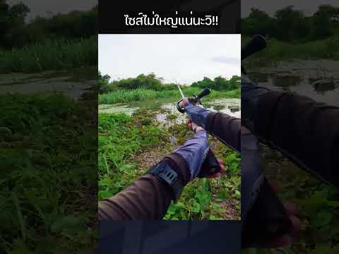 Thai Street Fishing Plus ไซส์ไม่ใหญ่แน่นะวิ!!kankorefishingfhaluntstreetfishingbassfi