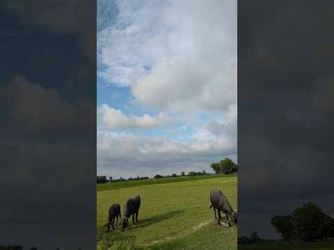 Dil hai Tumhara #hindisong #youtubeshorts #newtrend #bolleywoodsong #viralshorts