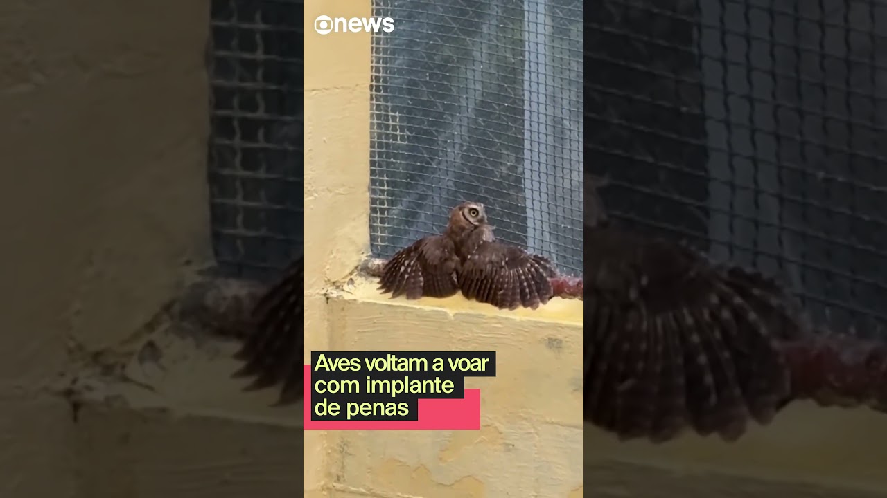 Aves voltam a voar com implante de penas