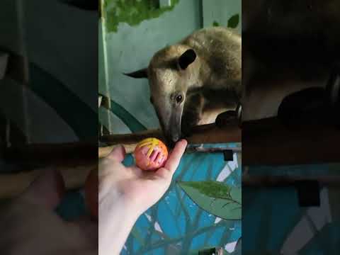 Anteater Gets A Ball