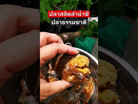 ปลาสลิดไข่ทะลักปลาปลาธรรมชาต