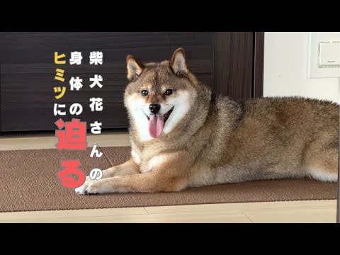 柴犬花の耳の特徴と新たな取り組みについて サムネイル