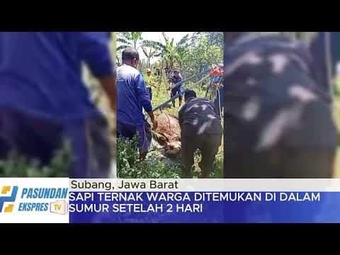 Sapi Ternak Warga Ditemukan Di Dalam Sumur Setelah 2 Hari