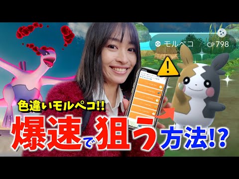 色違いモルペコを爆速で狙う方法！？ダイマックスルギアも実装決定！？ハイボルテージ初日レポート！！【ポケモンGO】