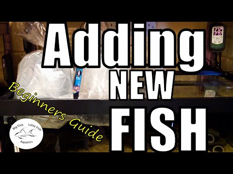 How to add new fish to an aquarium | Beginners Ult How to add new fish to an aquarium | Beginners Ultimate Guide

So, you have just got your new fish, 