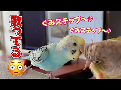 【グミキュンプリンセス】インコのぐみが歌ってみた　生後7か月の記録