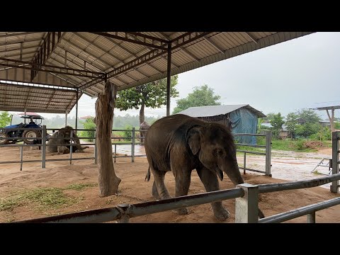 🔴ฝนตกที่บ้านดาว-|-ดาวจะทำยังไง 🔴ฝนตกที่บ้านดาว-|-ดาวจะทำยังไง