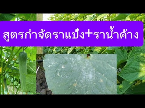 เกษตรทำเงินสวนลุงสมคิด วิธีกำจัดราแป้งราน้ำค้าง