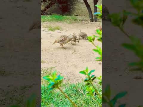 teetar family 🥰#viral #foryou