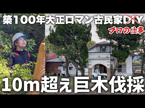 【古民家再生】450坪の荒れた敷地｜残す危険な巨木6本の伐採記録