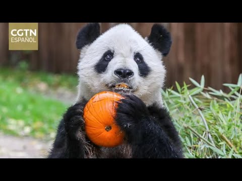 Padres y cachorros de panda gigante regresan a China desde España