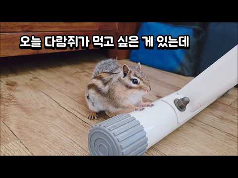 오늘 다람쥐가 먹고 싶은 게 있는데