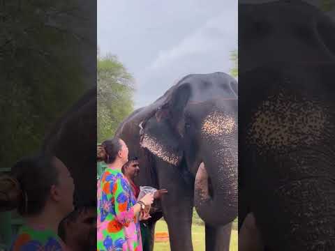 🌸 Hands-On Feeding with Elephant #shortvideo #elephant