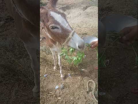 #animals #anmals #catfunny #donkey #catvideos #travel #funny #funnycatvideos #camel #comedy #short