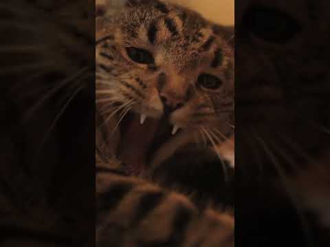Cat thinks he's a lion