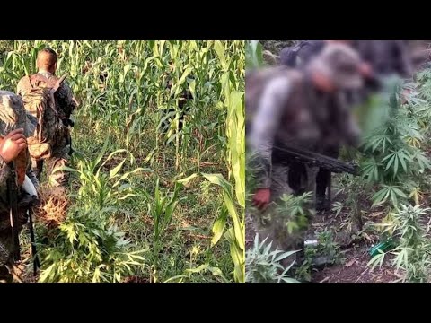 Erradican matas de marihuana en Petén