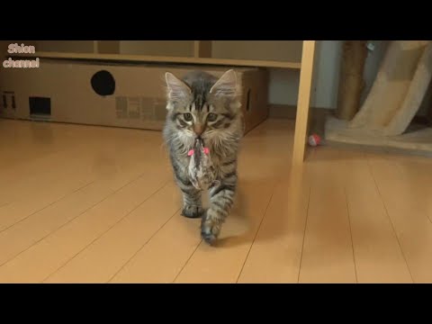 大きな獲物を捕まえて誇らしげに持ってきてくれる子猫