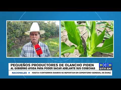 Desmotivados pequeños productores de Guanaja Talgua por altos costos de insumos